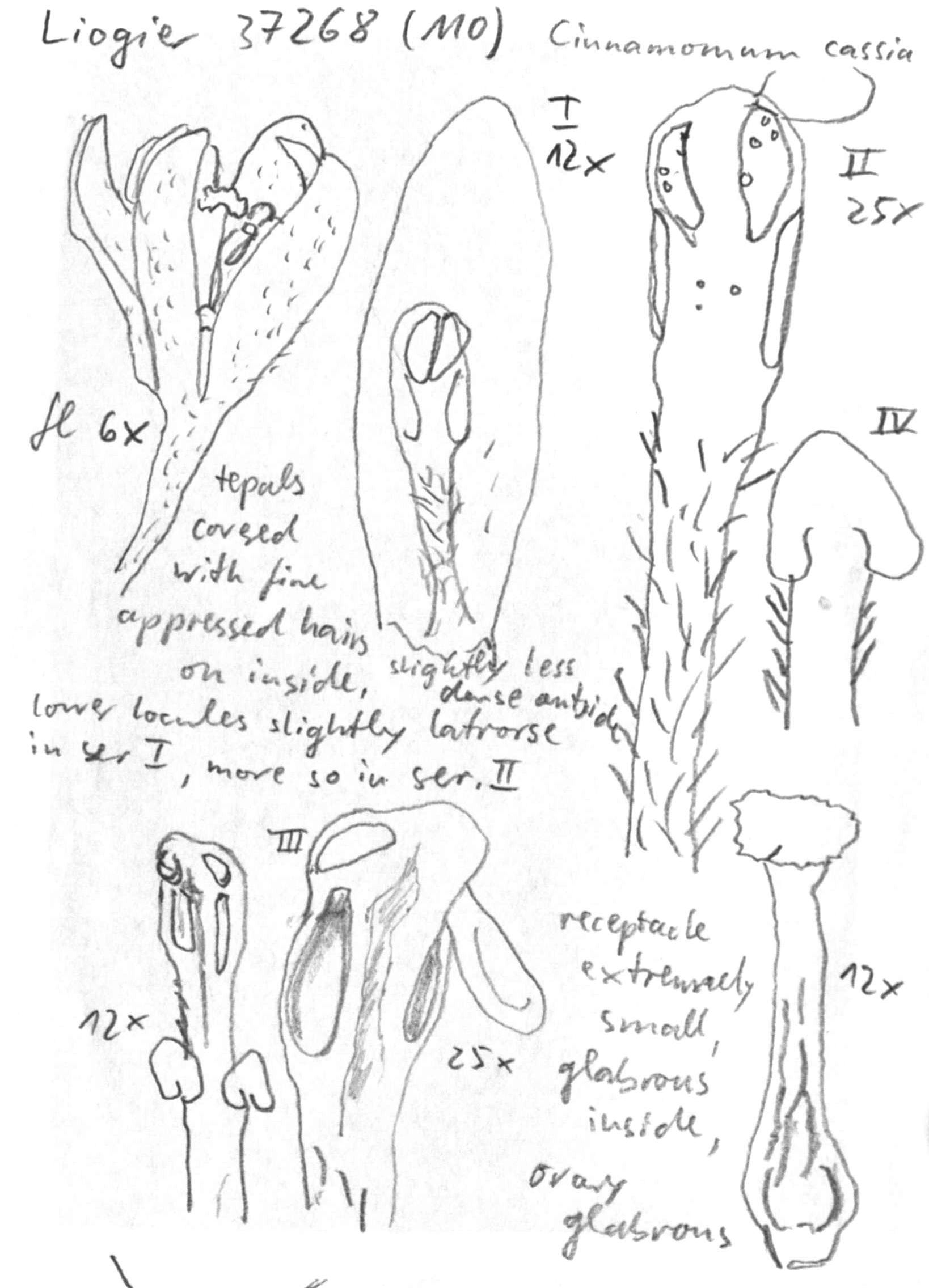 preview Cinnamomum aromaticum Nees